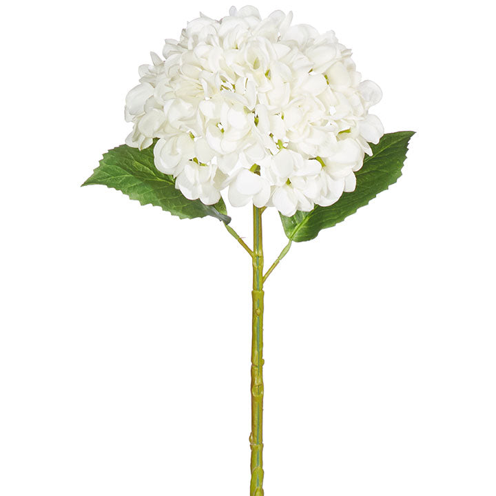 Hydrangea Stalk 20