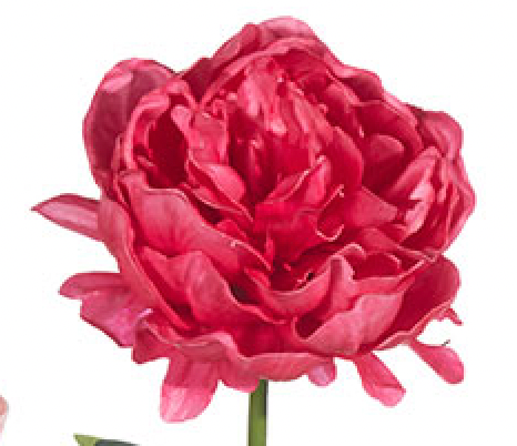 25